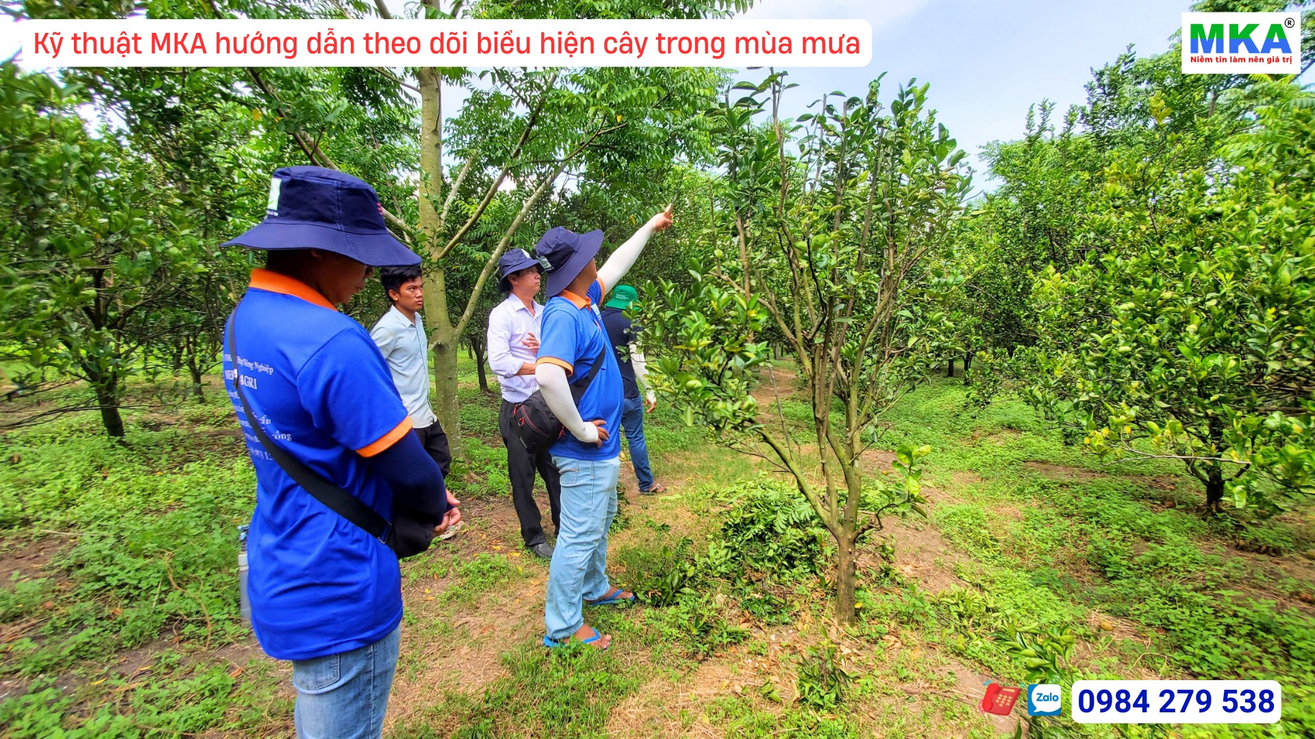 Kỹ thuật MKA hướng dẫn theo dõi biểu hiện cây trong mùa mưa